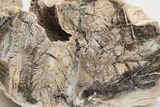 Long, Petrified Wood (Schinoxylon) Limb - Blue Forest, Wyoming #218211-2